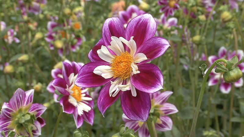 The video thumbnail image shows a purple and pink flower in a field.